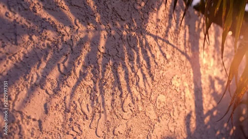 Palm Leaf Shadow on Textured Wall at Sunset: The intricate pattern of palm fronds casts long, dancing shadows across a warmly lit, textured stucco wall, evoking a serene tropical atmosphere.
