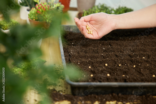 Fényképezés Hand sowing seeds in soil tray for home gardening indoors