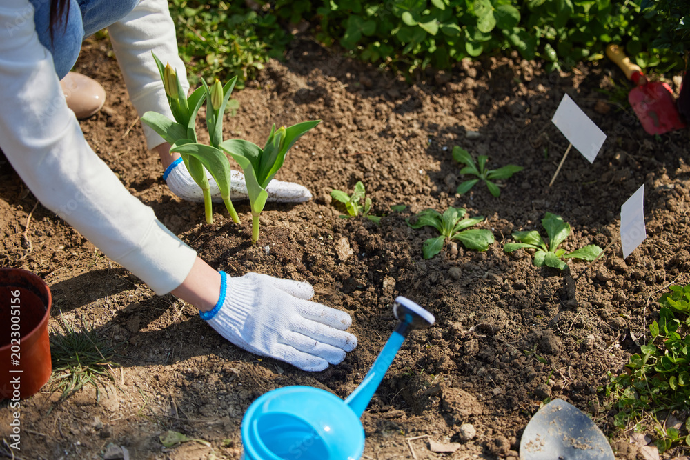 Naklejka premium Gardener planting young flowers in sunny garden bed