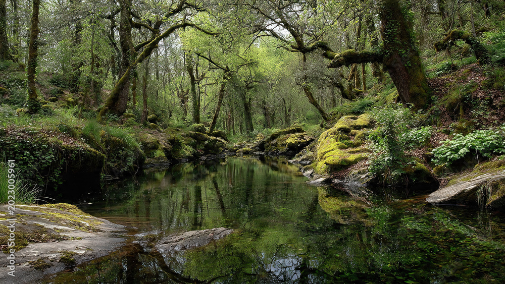 Fototapeta premium frog in the pond