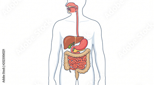 Human Digestive System Anatomy Vector Illustration