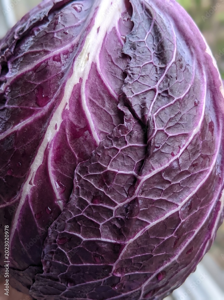 Obraz premium Close up of vibrant purple cabbage leaf with detailed veining and textured surface