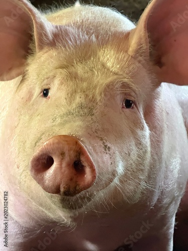 Sad pig swine portrait close up vertical.