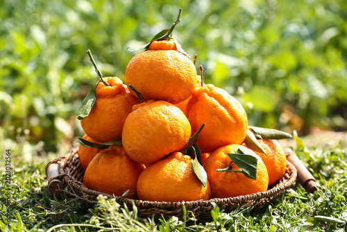 Foto Fresh Organic Oranges in Wicker Basket Outdoor Garden Harvest Citrus Fruit with