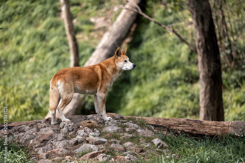 Quadro su tela Australian Dingo Standing on Rocks in Natural Habitat