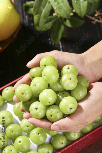 Bild auf Leinwand Fresh Wild Green Fruits from Guangxi China in Hands - Natural Sweet Astringent F