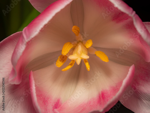Valokuva An extreme close up macro shot of a single pink and white variegated tulip flowe