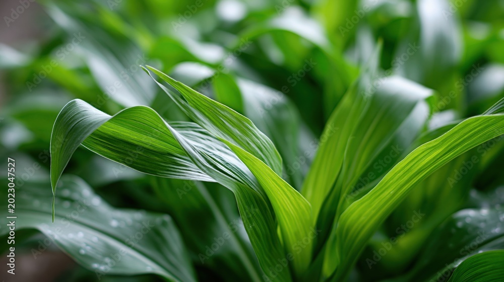 Fototapeta premium Vibrant green cornfield foliage with gentle dew drops, showcasing lush agricultural growth and healthy plant life