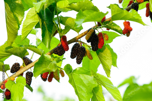 Fotografia Fresh Mulberries Growing on Tree Branches in Plantation Orchard with Green Leave