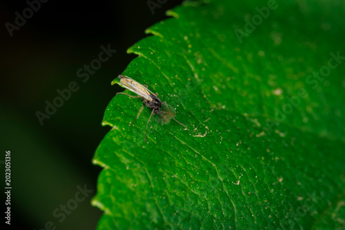 Canvas-taulu A detailed macro photograph of a tiny midge or gnat insect resting on the serrat