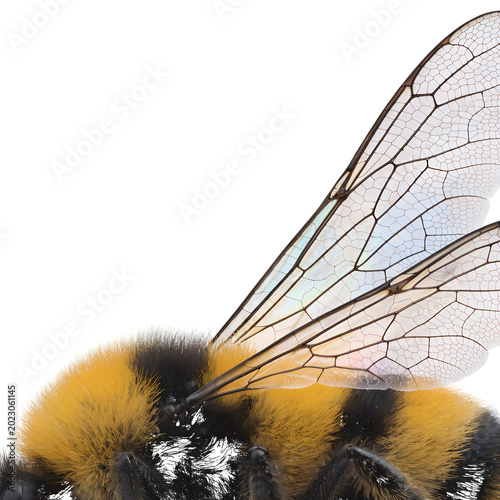 Close-up of a bumblebee with yellow and black fur, transparent wings