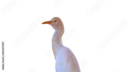 Photography isolated adult cattle egret standing from its back