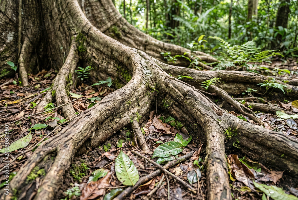 Fototapeta premium Large tree roots sprawl across forest floor with green foliage and brown leaves