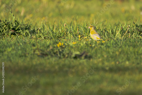 Fotografía Close-up profile portrait of a European greenfinch Chloris chloris in green gras