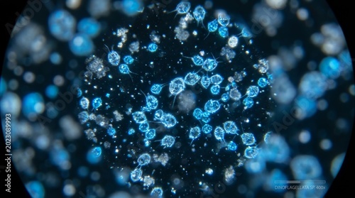 Microscopic view of Dinoflagellata sp. phytoplankton at 400x magnification, featuring bioluminescent microorganisms glowing blue against a dark field background.
