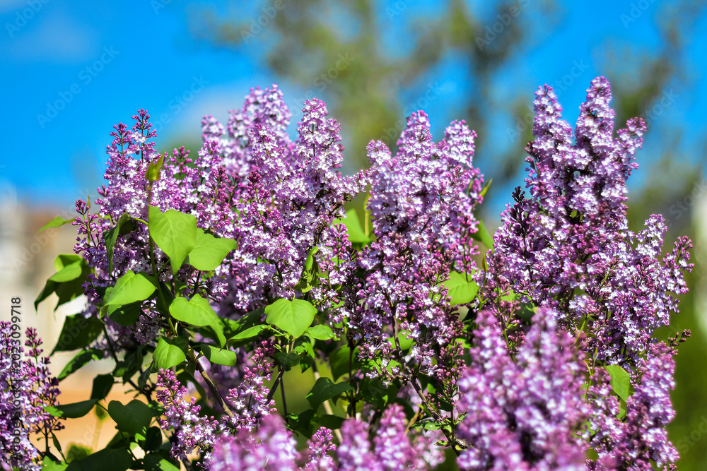Fototapeta premium Blooming lilac against the blue sky.