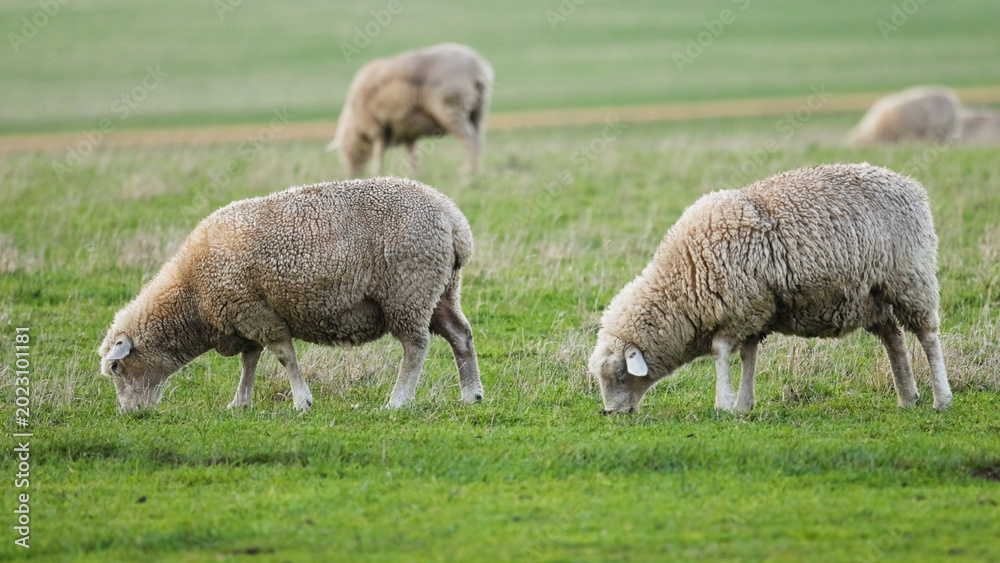 Fototapeta premium Sheep Grazing on Green Grass Along the Great Ocean Road