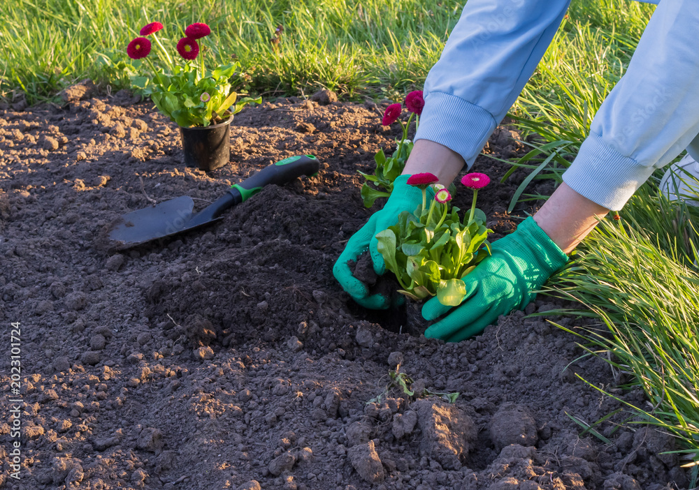 Fototapeta premium Person planting decorative flowers in garden soil with gardening gloves and tools. Spring landscaping and gardening activity outdoors.
