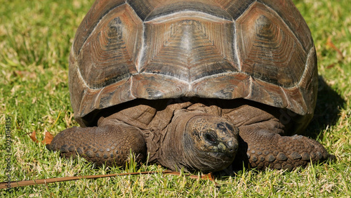 Foto Close up of an Aldabra Giant Tortoise resting on sunny grass