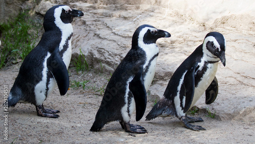 Photos Three African Penguins Walking Together on Sandy Ground at the Zoo