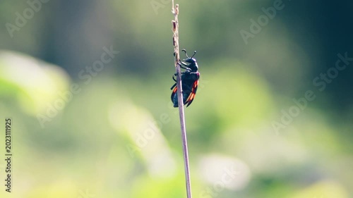 Macro shot of Blister Beetle, Hycleus rouxi