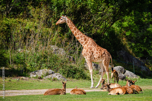 Canvas Print Zoological garden