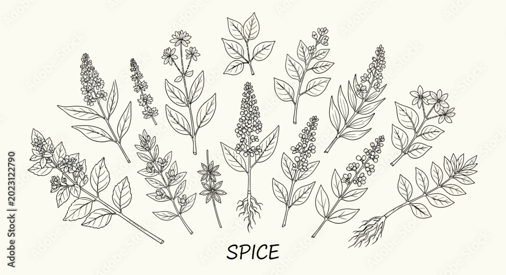 Fototapeta premium A collection of various herb and spice botanical illustrations.