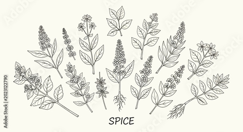 Bild auf Leinwand A collection of various herb and spice botanical illustrations.