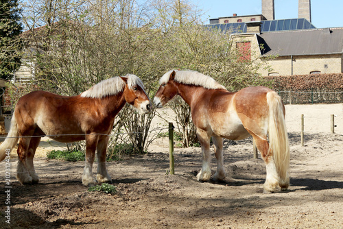 Quadro su tela Strong, muscular workhorses Carlsberg.