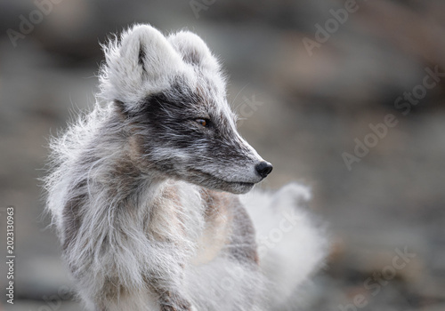 Foto An arctic fox with its thick white winter coat looks to the right, its fur blending with the muted background