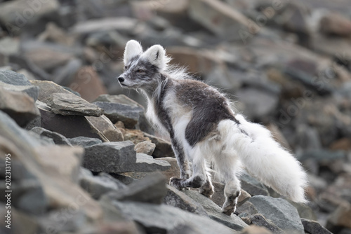 An arctic fox stands on a rocky slope, its fur a mix of white and grey, blending with the environment as it surveys its surroundings.