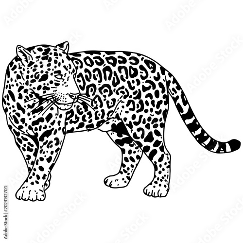 Quadro em tela Black and white illustration of a walking leopard with distinctive spots on whit