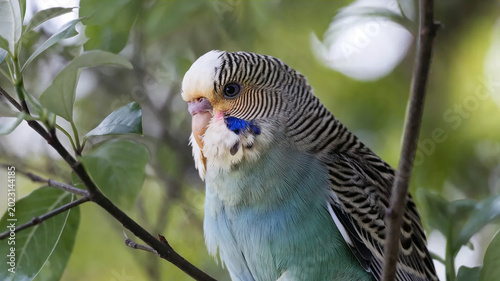 Quadro su tela Close-up portrait of colorful budgerigar perched among natural branches with soft green background, detailed tropical bird wildlife scene