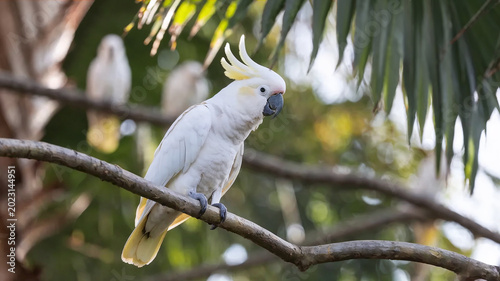 Photos Beautiful sulfur-crested cockatoo perched on tropical tree branch with lush green foliage and soft natural background, exotic wildlife bird portrait