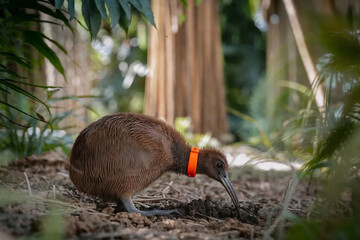 Realistic wildlife photograph of a kiwi bird with tracking collar searching the forest floor in a natural woodland habitat with soft background bokeh.