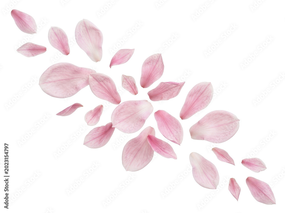 Obraz premium Soft Pink Magnolia Petals Isolated on Pure White Background with Elegant Floral Beauty