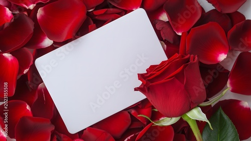 Beautiful Red Rose and Blank White Greeting Card on a Bed of Rich Red Rose Petals, Perfect for Valentine Day, Romantic Occasions, Wedding Invitations, Love Messages, and Special Anniversary