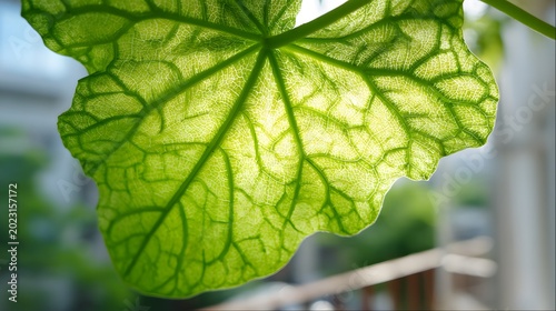 Macro view illustration of leaf veins from the underside of a plant on a balcony with a bright sky background