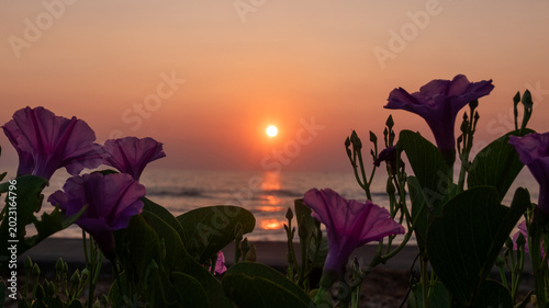 Tableau sur toile Sunset on the beach with purple bindweed flowers, Thailand.