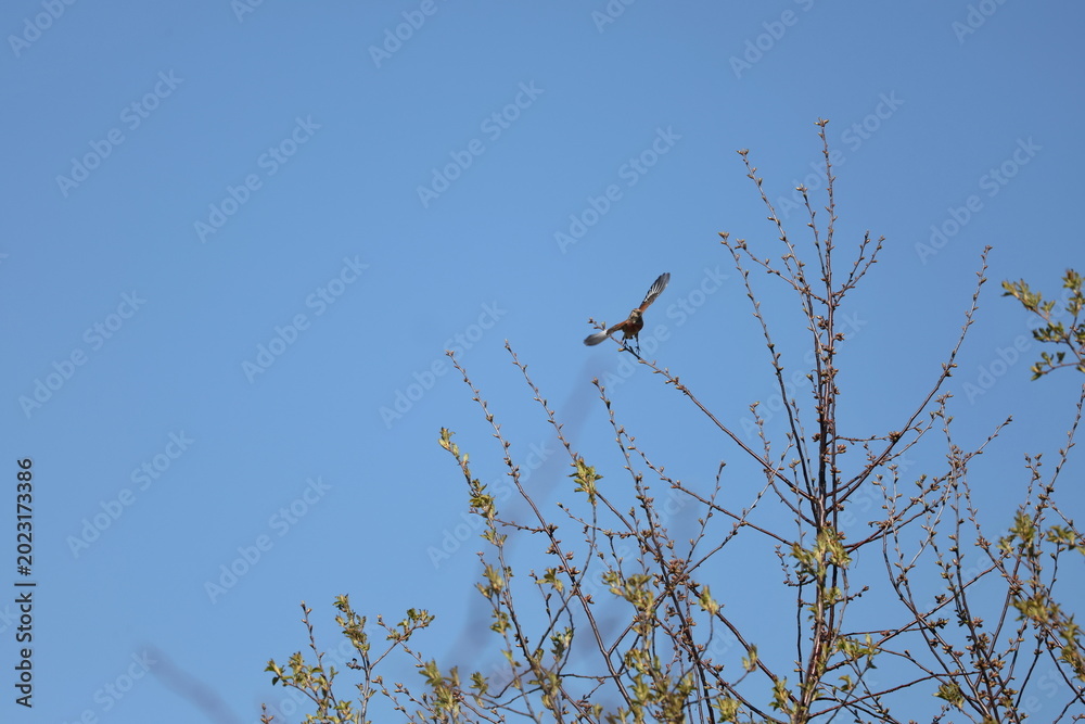 Fototapeta premium Common linnet taking flight from tree branch with wings spread in natural outdoor atmosphere, Linaria cannabina