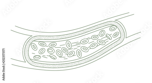 Cuadro en lienzo Illustration of red blood cells flowing through a blood vessel