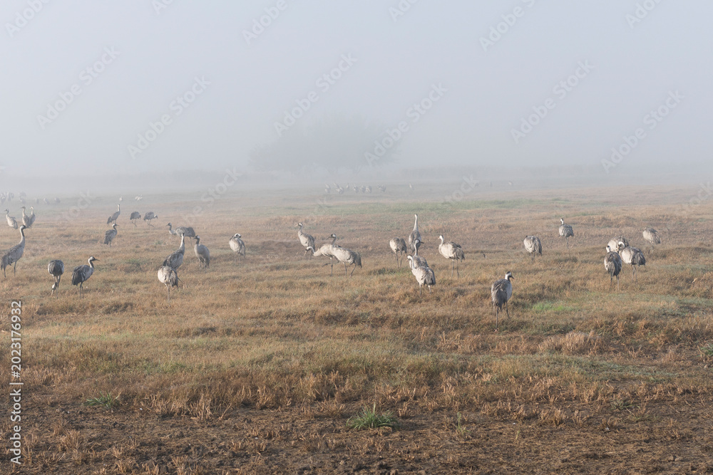 Fototapeta premium Birds in nature in Israel