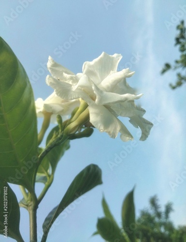 White Tagar Flower with Blue Sky Background