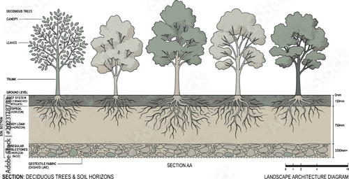 Tableau sur toile Deciduous Trees and Soil Horizons Section AA Cross Section Diagram for Landscape
