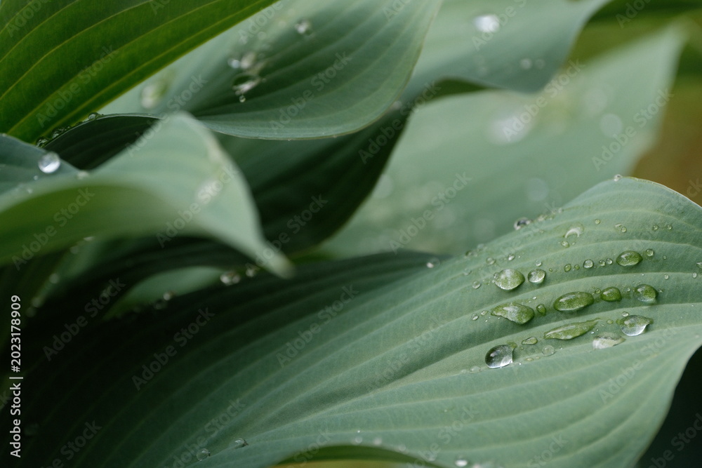 Obraz premium Water droplets on a green leaf after rain. Lotus effect, innovation, business, relaxation, productivity, success – wallpaper.