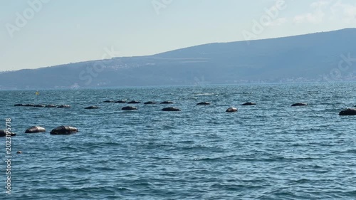Row of black mussel aquaculture farm buoy floating on calm blue sea bay water with distant green mountain coastline backdrop, marine farming scene