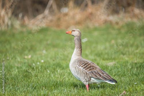Elegant greylag goose standing in green field
