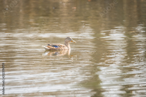 Wild duck swimming on calm reflective water