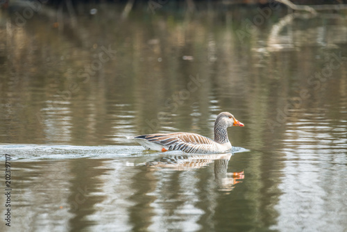 Greylag goose swimming across calm water