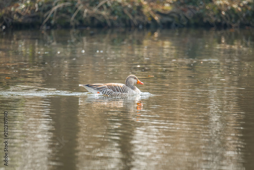 Greylag goose floating on peaceful lake water